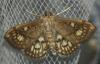 Anania stachydalis